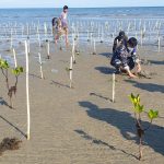 Lembaga Konservasi Pengembangan dan Riset (LKPR) Lakukan penanaman pohon mangrove di bibir pantai ujung Suso desa mabonta kecamatan Burau, Minggu (25/7/21).