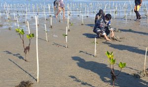 Lembaga Konservasi Pengembangan dan Riset (LKPR) Lakukan penanaman pohon mangrove di bibir pantai ujung Suso desa mabonta kecamatan Burau, Minggu (25/7/21).