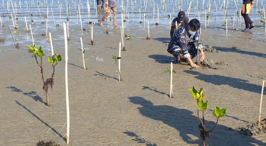 Lembaga Konservasi Pengembangan dan Riset (LKPR) Lakukan penanaman pohon mangrove di bibir pantai ujung Suso desa mabonta kecamatan Burau, Minggu (25/7/21).