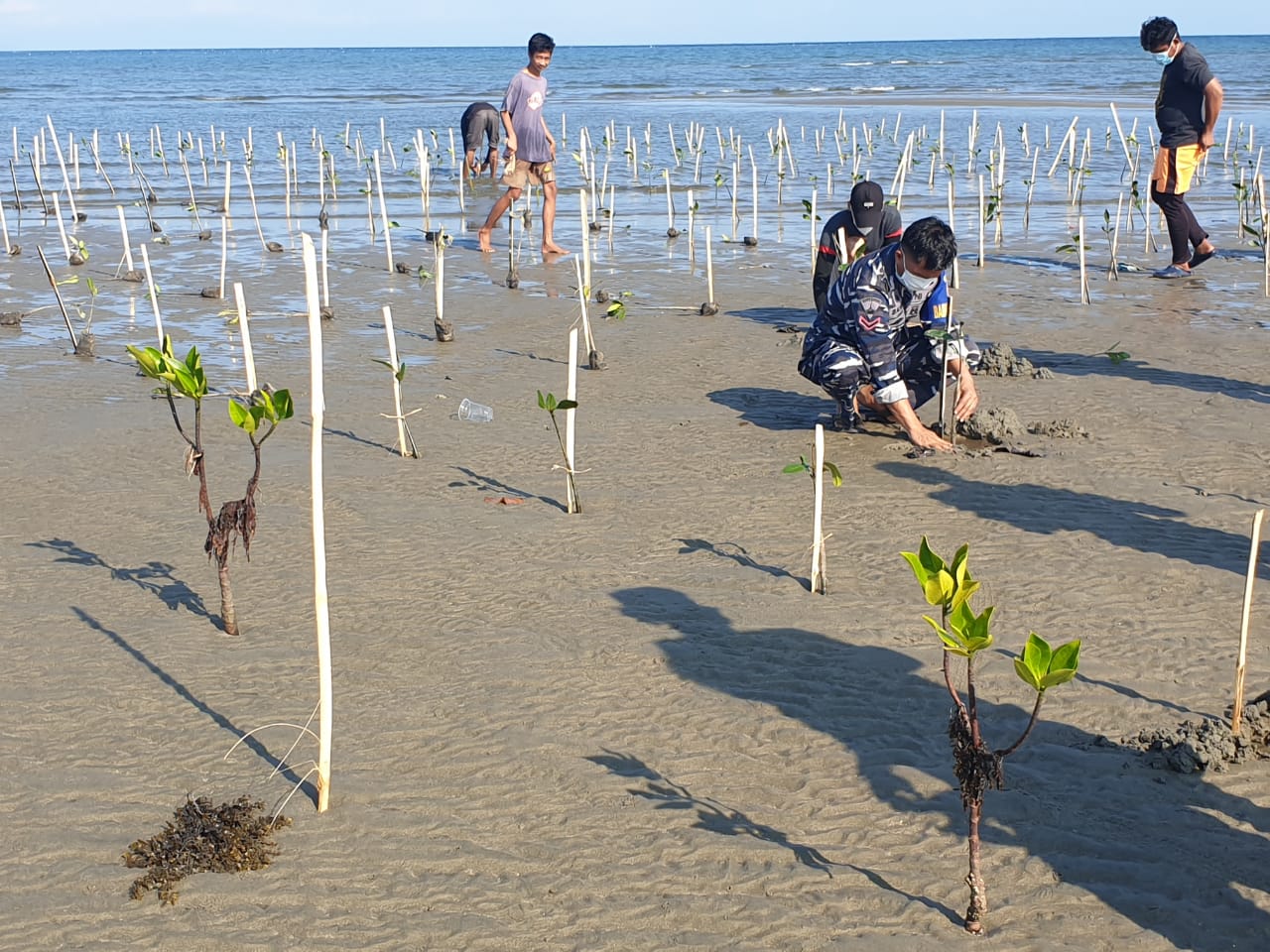 Lembaga Konservasi Pengembangan dan Riset (LKPR) Lakukan penanaman pohon mangrove di bibir pantai ujung Suso desa mabonta kecamatan Burau, Minggu (25/7/21).