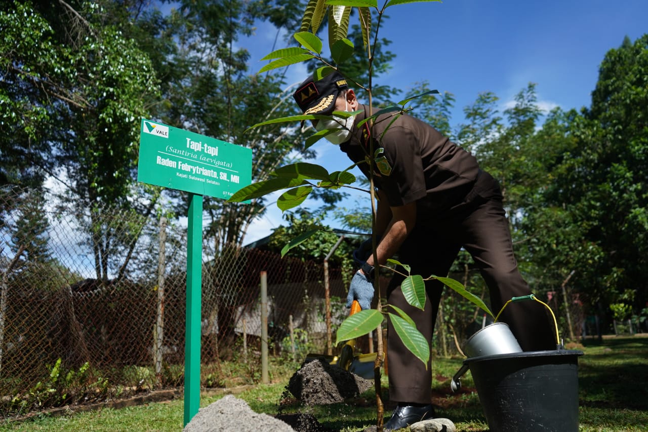 Rombongan Kajati Sulsel lakukan penanaman pohon sebagai bentuk dukungan dalam kampanye penghijauan di Nursery PT. Vale.