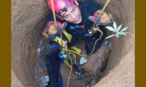Petugas Damkar Melakukan Penyelamatan seekor sapi yang terjebak didalam sumur tua, Jum,at (4/3/22).