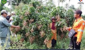Tim identifikasi dari UPT. Balai Sertifikasi Mutu Benih Tanaman Pangan dan Hortikultura (UPT. BSMBTPH) Provinsi Sulawesi Selatan yang dipimpin langsung Kepala Balai Ir. Mario Mega melakukan Identifikasi dan verikasi terhadap varietas lengkeng Kab. Luwu Timur, pada Jumat-Sabtu (14-15/05/2022).