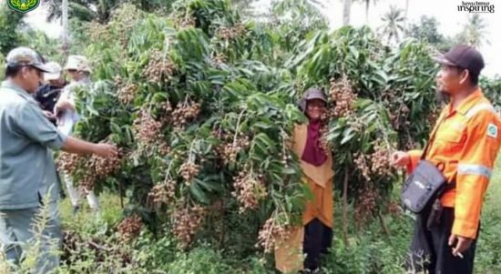 Tim identifikasi dari UPT. Balai Sertifikasi Mutu Benih Tanaman Pangan dan Hortikultura (UPT. BSMBTPH) Provinsi Sulawesi Selatan yang dipimpin langsung Kepala Balai Ir. Mario Mega melakukan Identifikasi dan verikasi terhadap varietas lengkeng Kab. Luwu Timur, pada Jumat-Sabtu (14-15/05/2022).