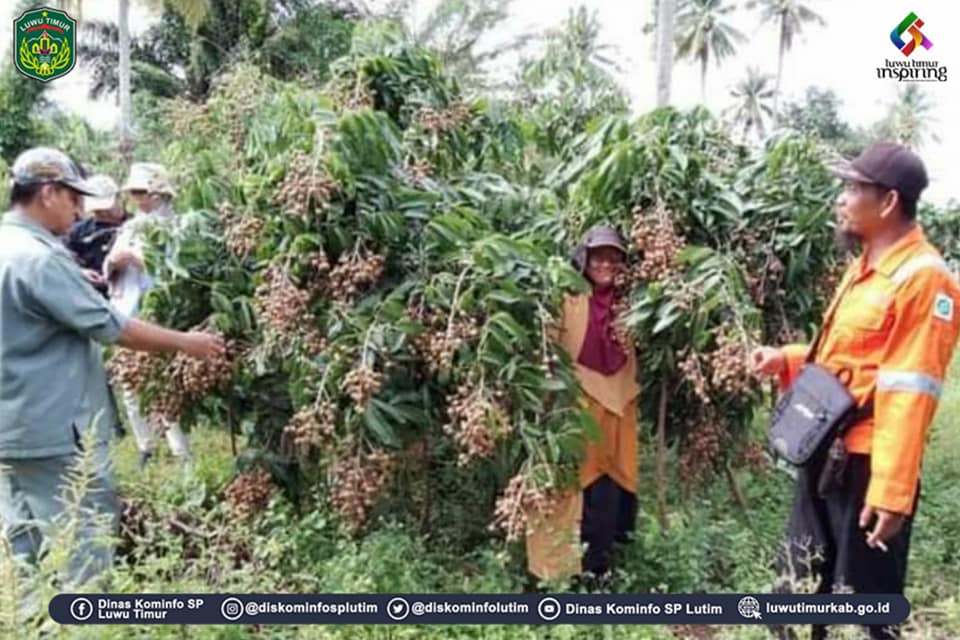 Tim identifikasi dari UPT. Balai Sertifikasi Mutu Benih Tanaman Pangan dan Hortikultura (UPT. BSMBTPH) Provinsi Sulawesi Selatan yang dipimpin langsung Kepala Balai Ir. Mario Mega melakukan Identifikasi dan verikasi terhadap varietas lengkeng Kab. Luwu Timur, pada Jumat-Sabtu (14-15/05/2022).