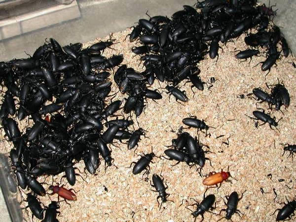 hama dark beetle