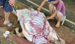 Keluarga Besar Kejaksaan Negeri Luwu Timur melakukan penyembelihan 1 ekor sapi dan 2 ekor kambing, di halaman belakang Kantor Kejaksaan Negeri (Kejari) Luwu Timur, Desa Puncak Indah, Kecamatan Malili, Senin (11/07/2022).