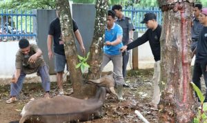 Dinas Komunikasi, Informatika, Statistik dan Persandian (Kominfo-SP) berkurban 2 ekor sapi, Senin (11/07/2022).