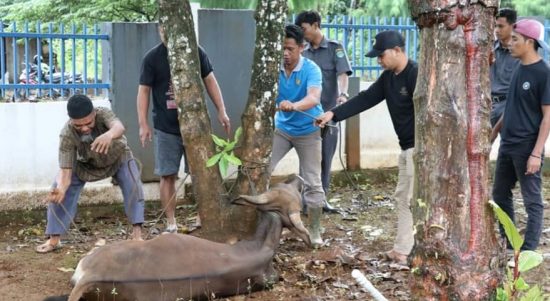 Dinas Komunikasi, Informatika, Statistik dan Persandian (Kominfo-SP) berkurban 2 ekor sapi, Senin (11/07/2022).